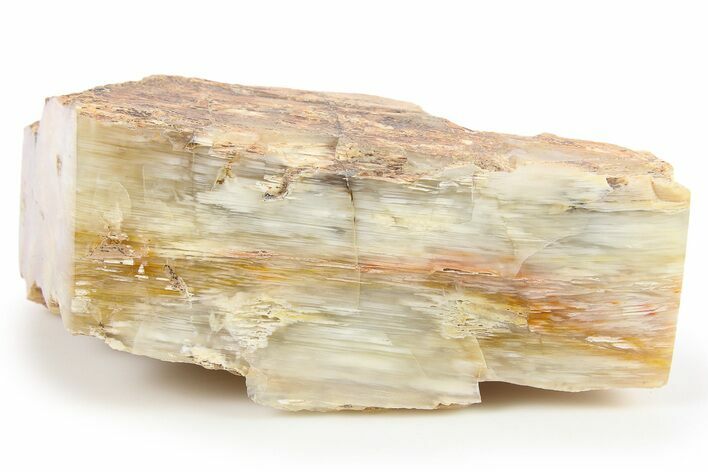 Polished Petrified Wood Section - Washington #277115